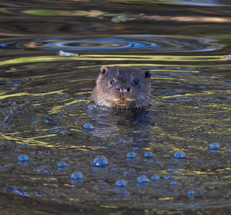 Otter looking at the camera Otter looking at the camera