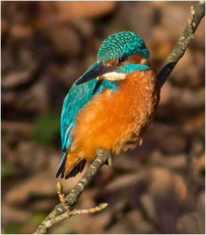 Kingfisher Kingfisher