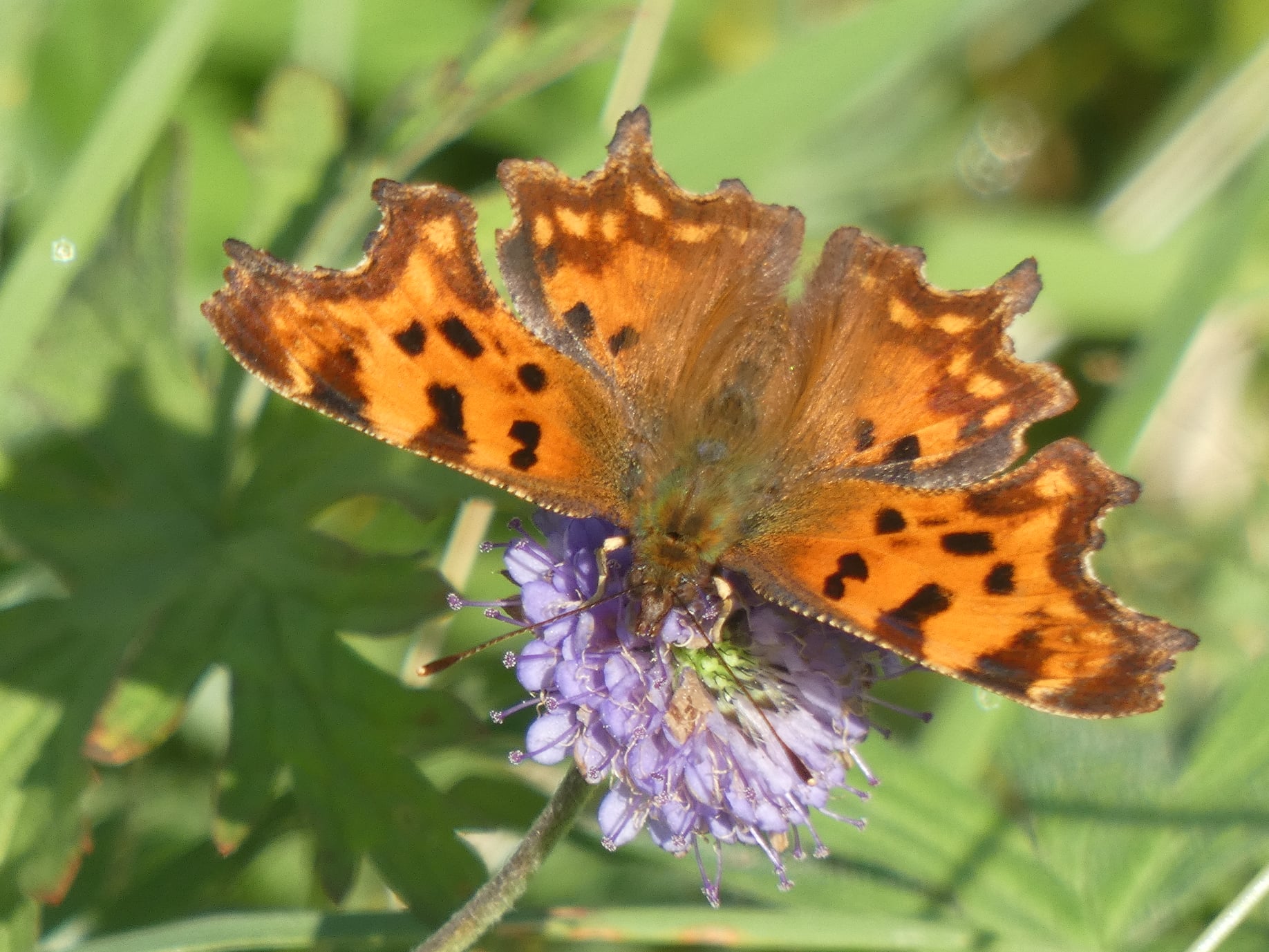 20200907 LP AM 01 Comma Butterfly